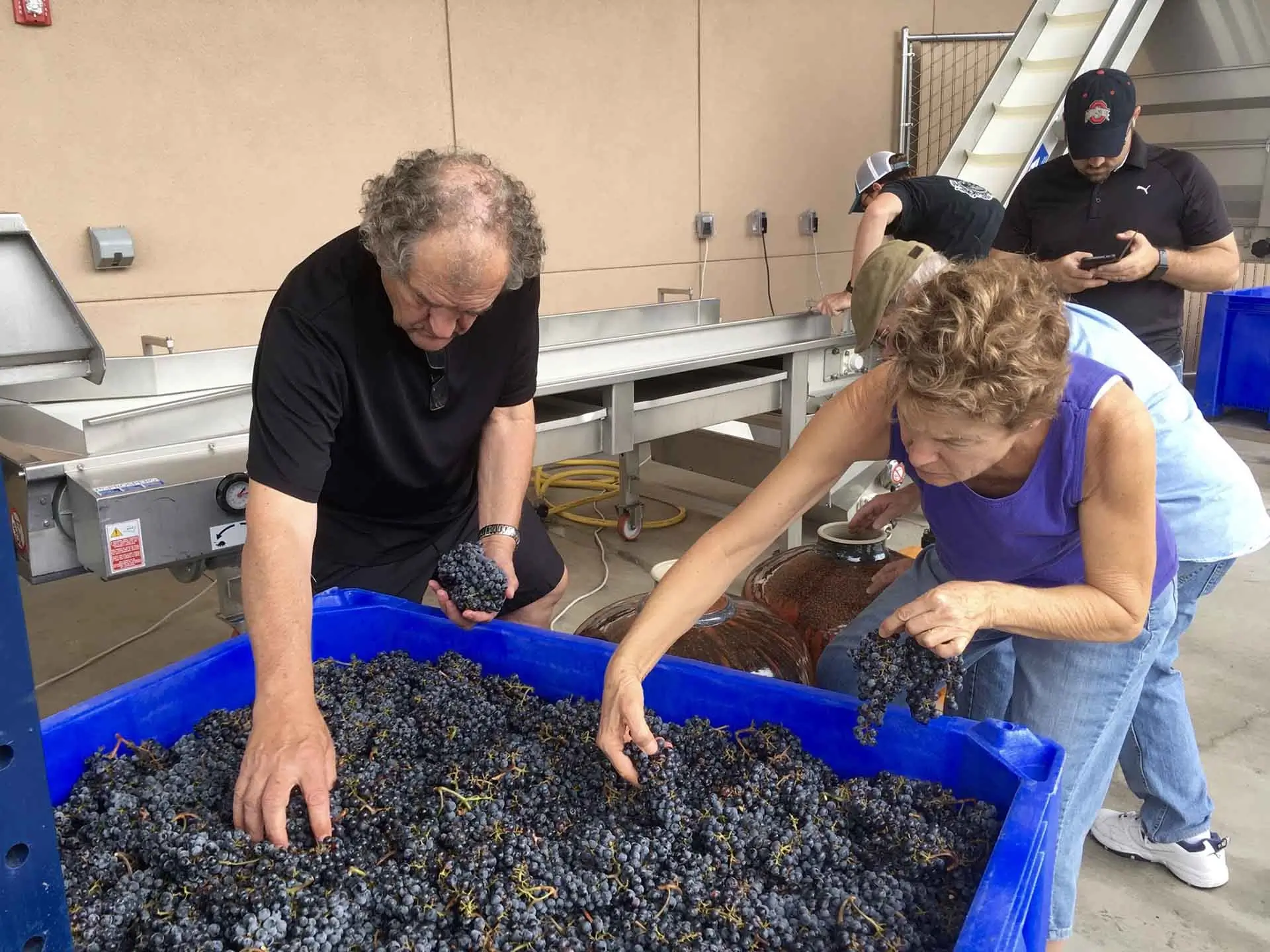 Hands-On Grape Harvest Experience Students sorting harvested wine grapes at Southwest Wine Center