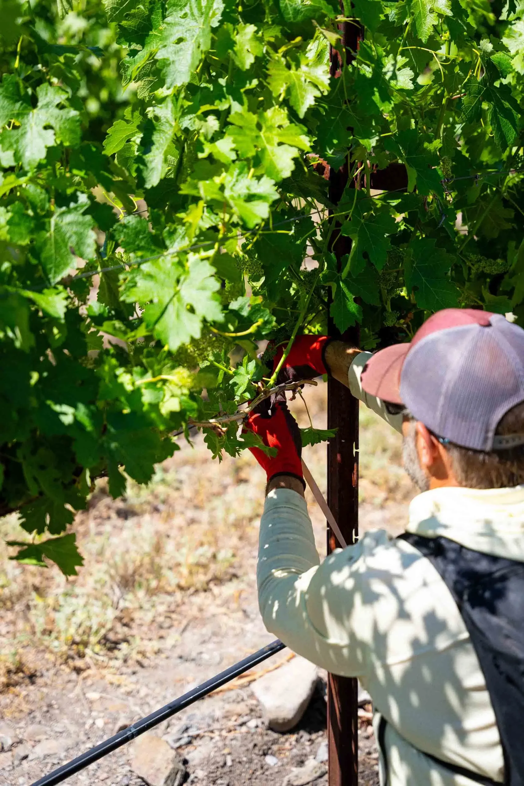Worker tending grapevines at Southwest Wine Center vineyard in Arizona