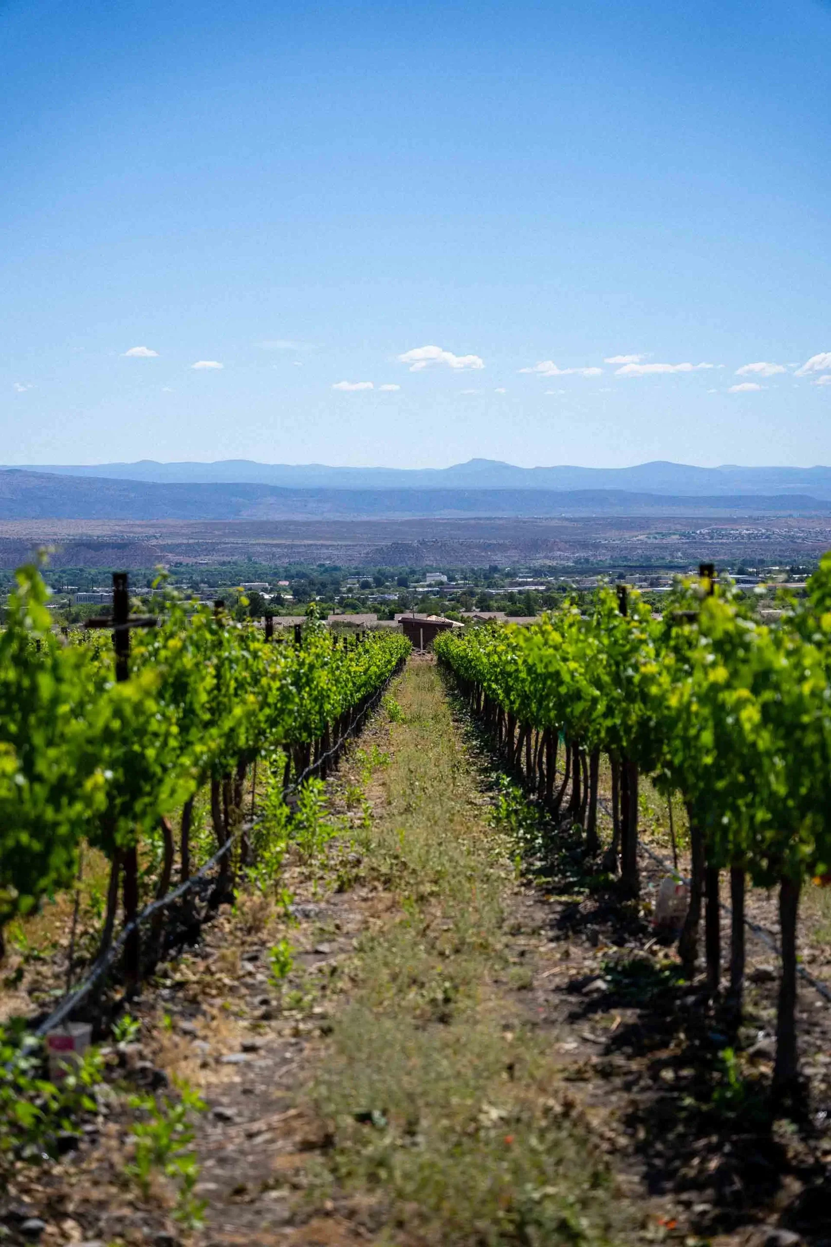 Rows of grapevines at Southwest Wine Center overlooking the Verde Valley Arizona landscape