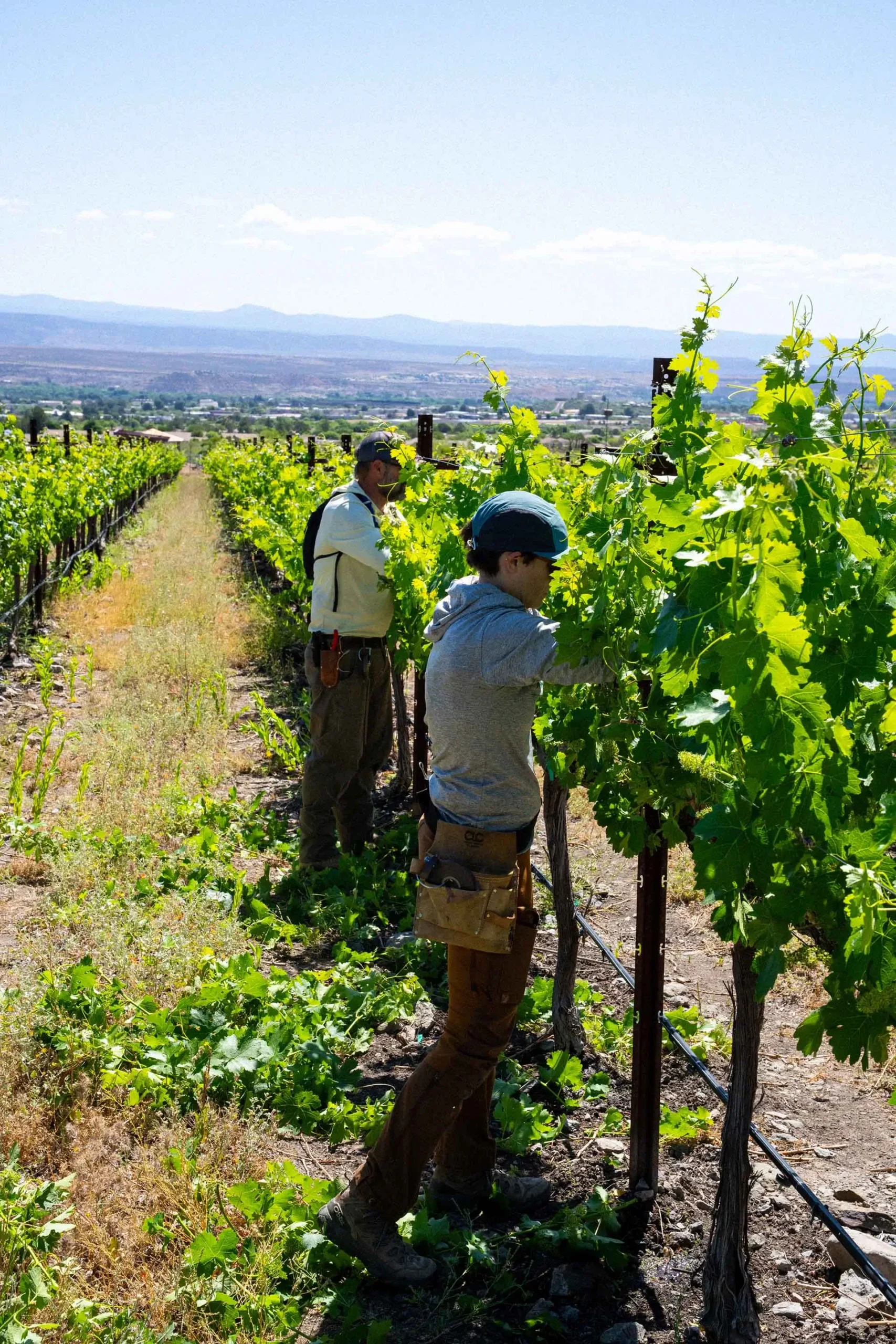 Carignan grapevines growing at the Southwest Wine Center estate vineyard