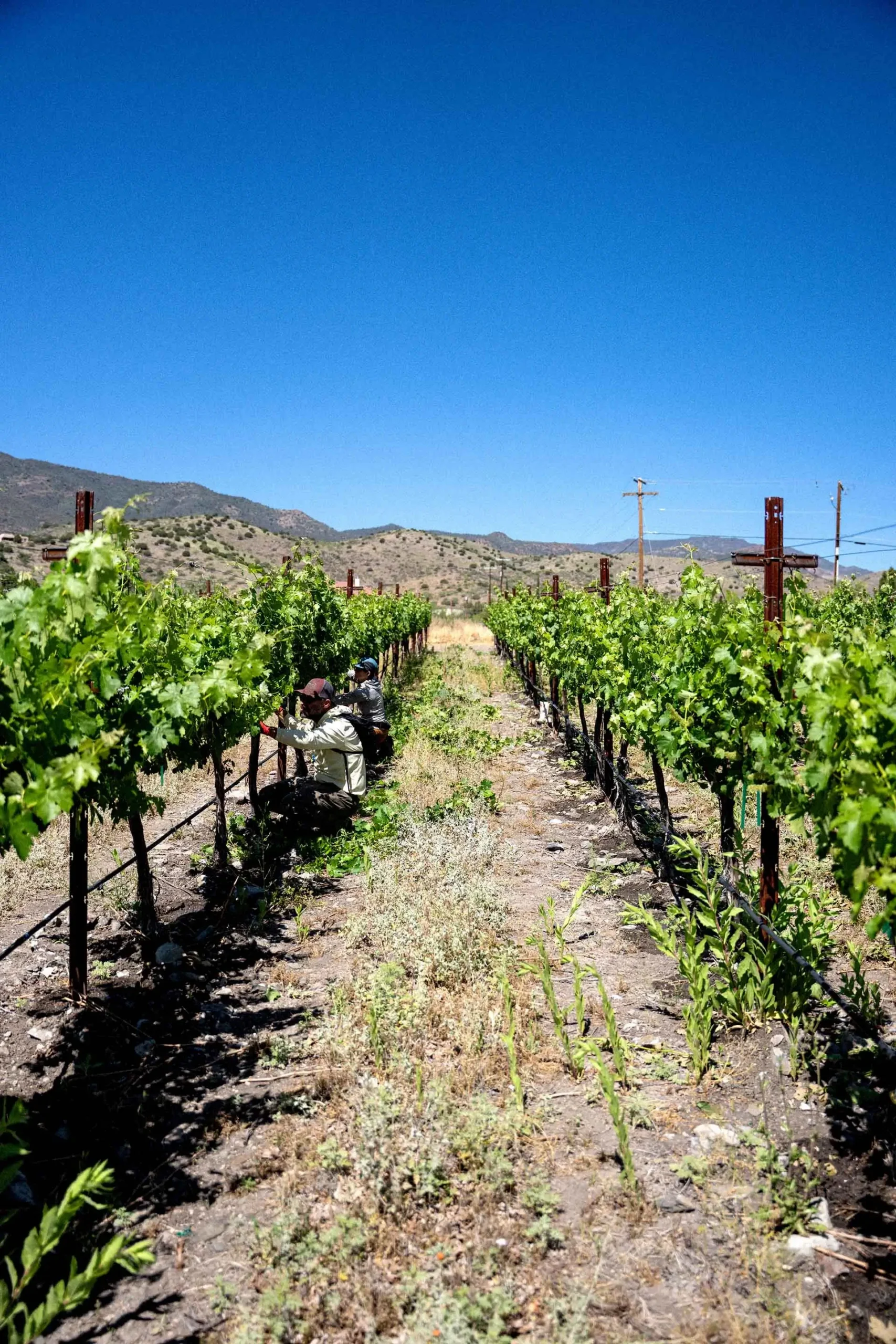 Grand Crew supporters participating in Southwest Wine Center events