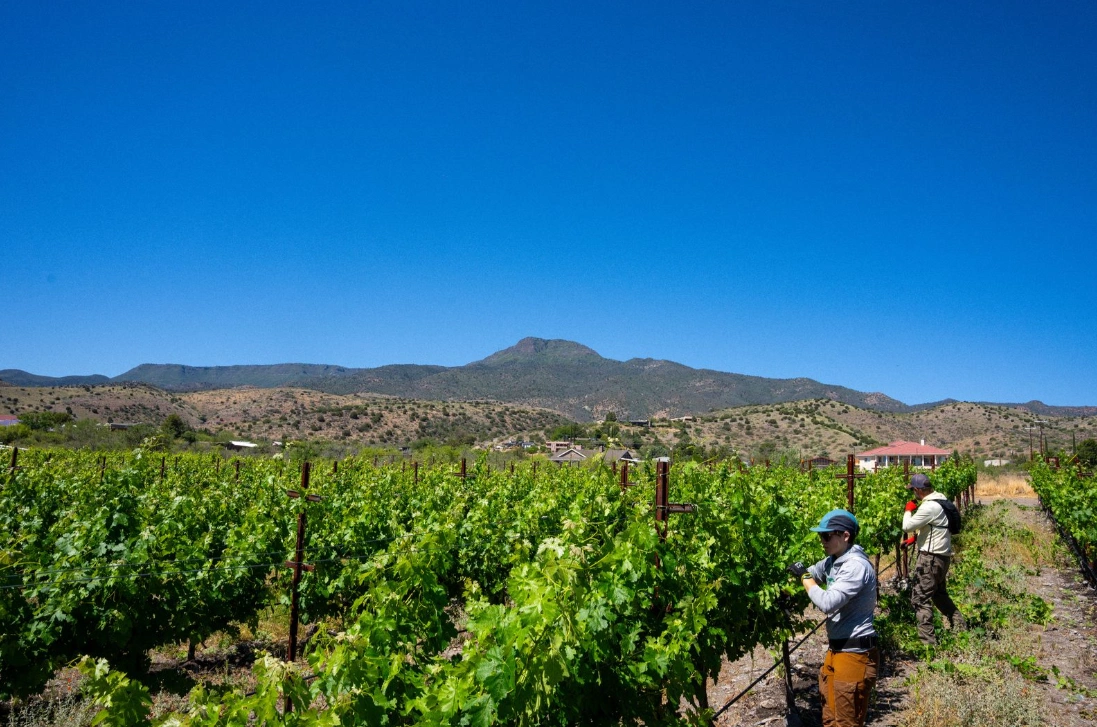 Vineyard workers tending grapevines used to produce Arizona wine in the Verde Valley
