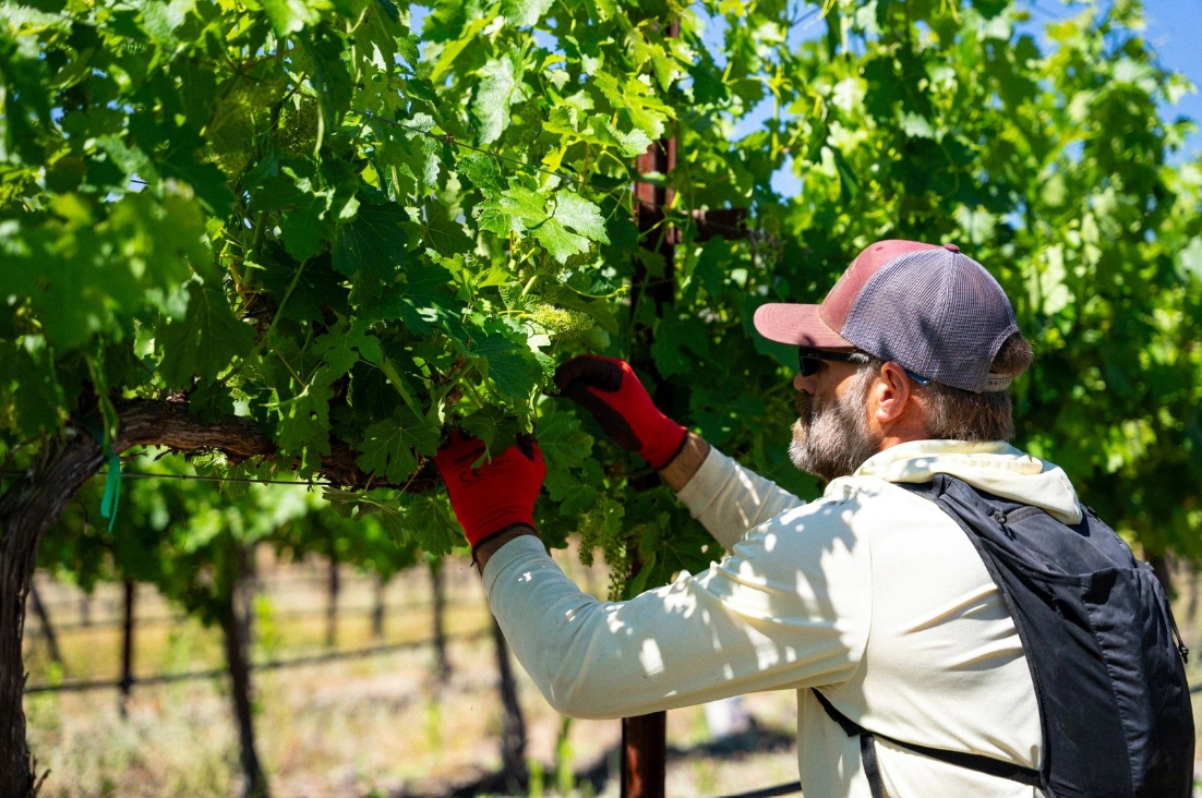Viticulturist monitoring grape clusters in a vineyard, illustrating what is viticulture