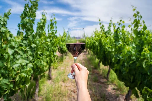 wine-making-process-vineyard-wine-glass Person holding a glass of wine in a vineyard during the wine-making process
